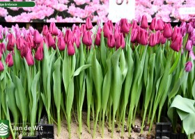 Tulipa Embrace ® (1)